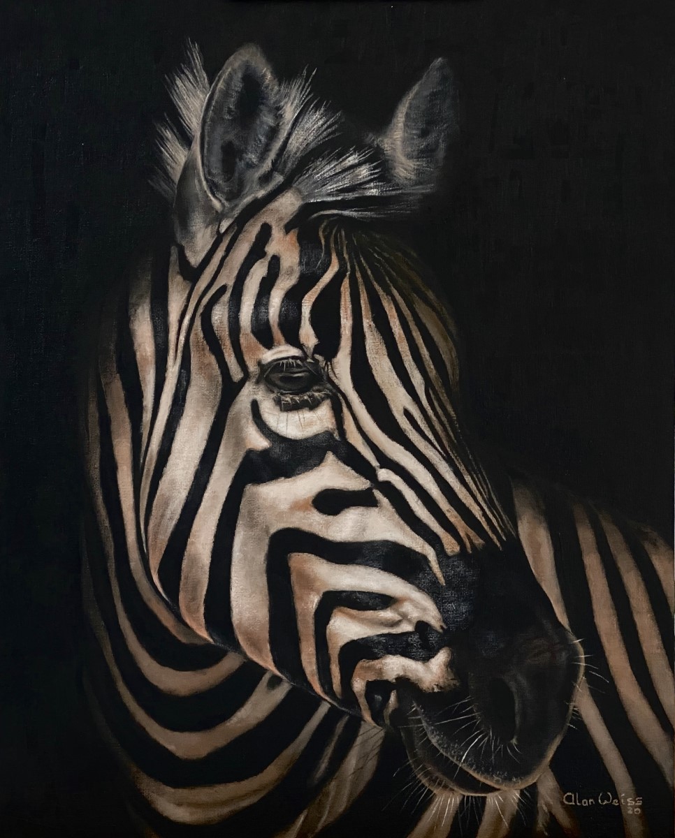 Zebra Portrait (966 x 1200)